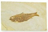 Detailed Fossil Fish (Knightia) - Wyoming #363884-1